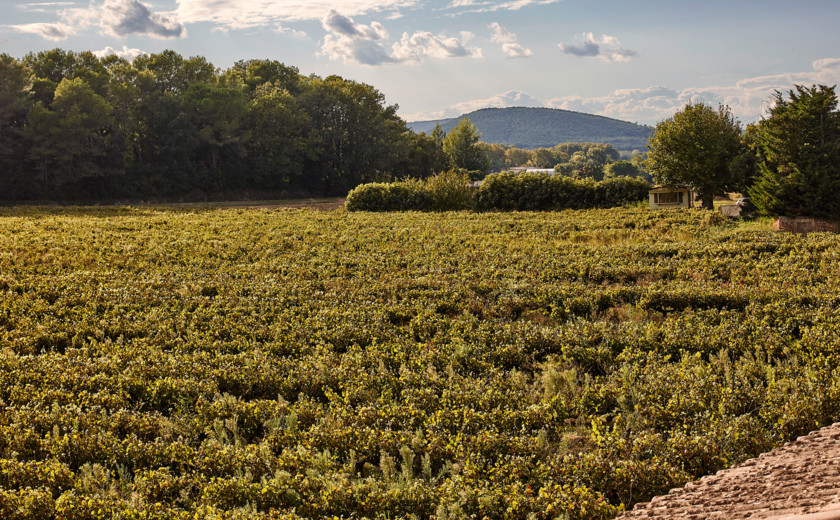 Wine tours, tastings and more